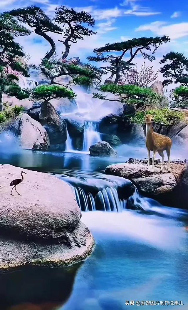 可爱小猫向上跳